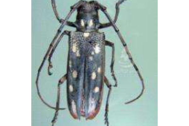  p>属鞘翅目,天牛科害虫.