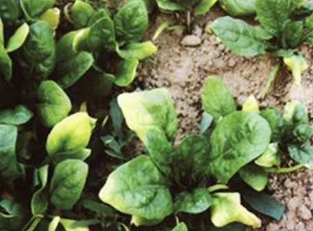 菠菜根结线虫病