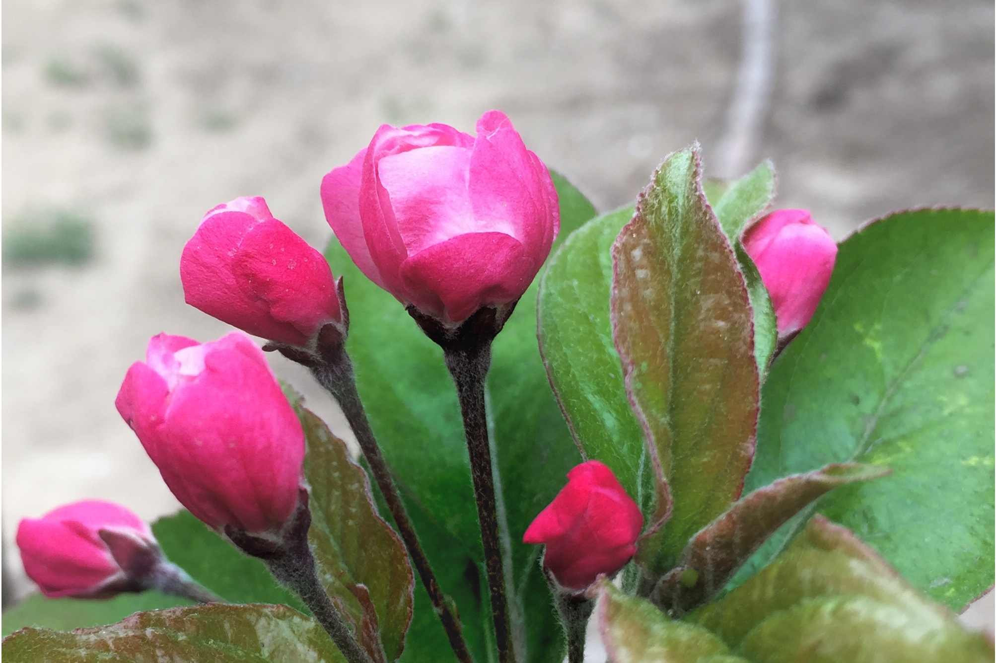 木犀科,梣属植物,分布区域大多数分布在北半球暖温带. /p>