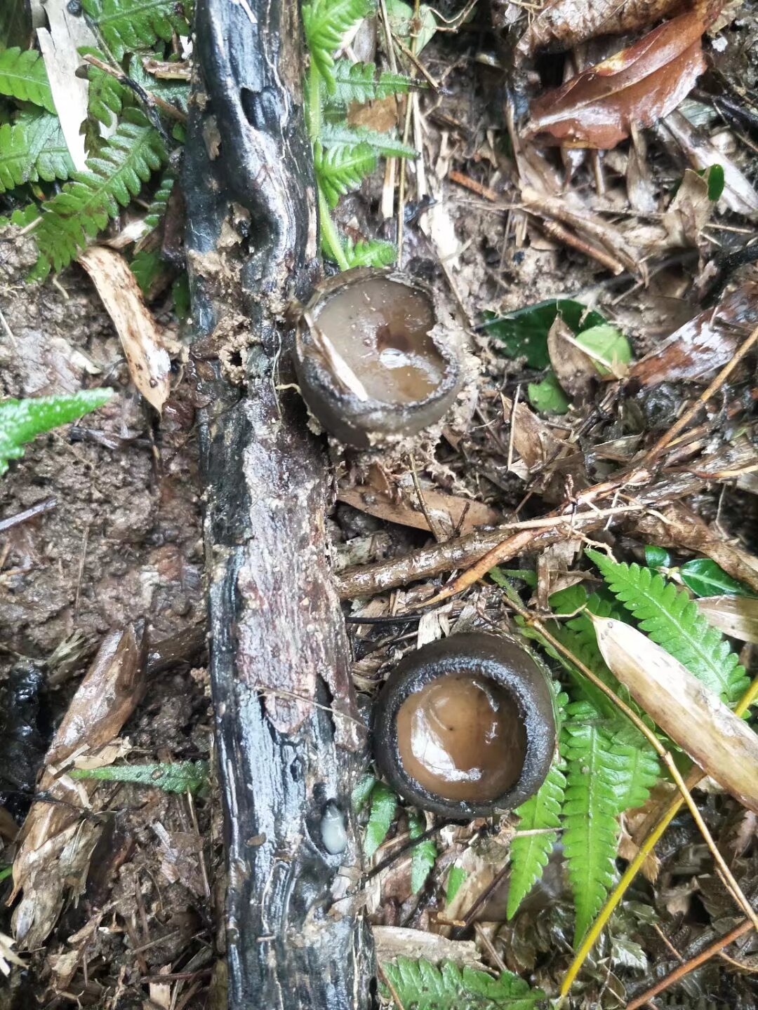 污胶鼓菌