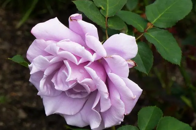 满天银星月季_1