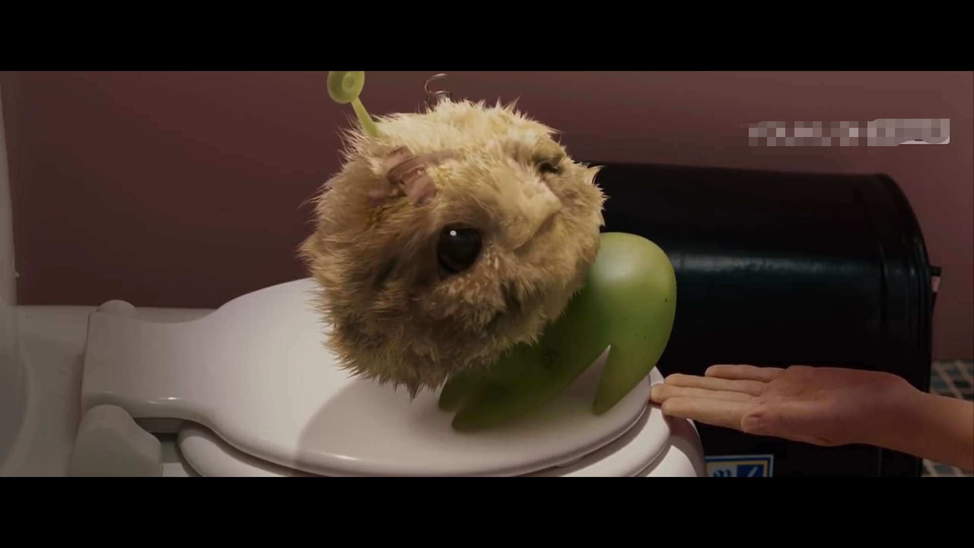  p data-id="go053hcwor">七仔,又叫长江7号,淡绿色的小身子,顶着一