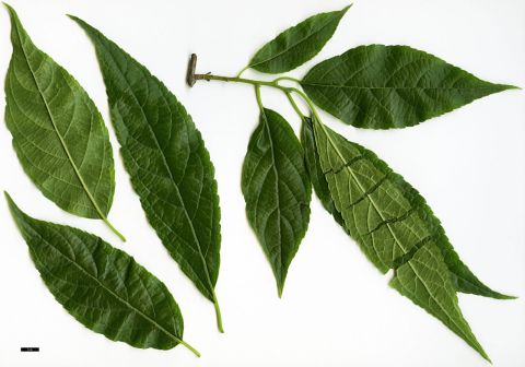 杜仲（杜仲科杜仲属植物）_百度百科