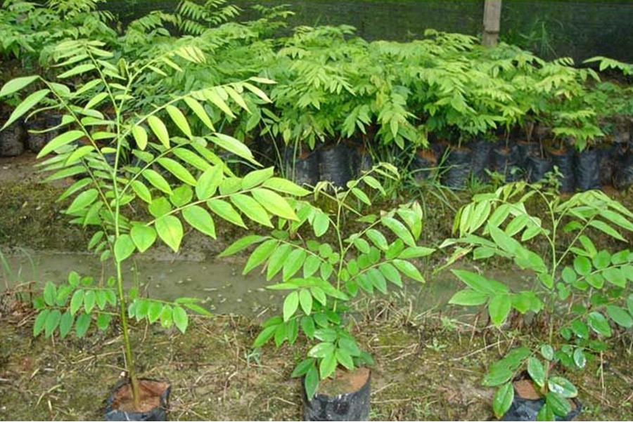 降香黄檀海南东方24号