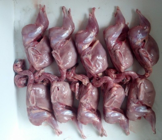  p>肉用型鹌鹑品种主要有法国内用鹌鹑,美国法老肉鹑,美国加利福尼亚