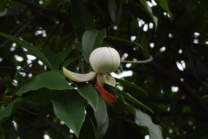 川滇木莲海南个体001