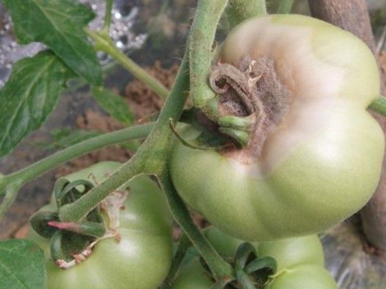 番茄灰霉病