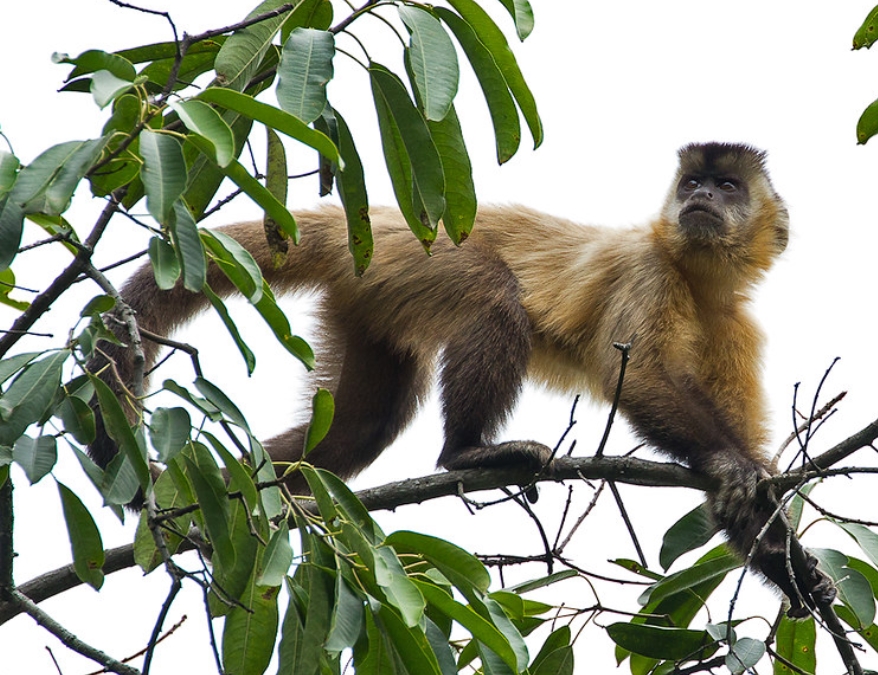  p>髯悬猴(学名: i>sapajus libidinosus /i>):是卷尾猴科,悬猴属的