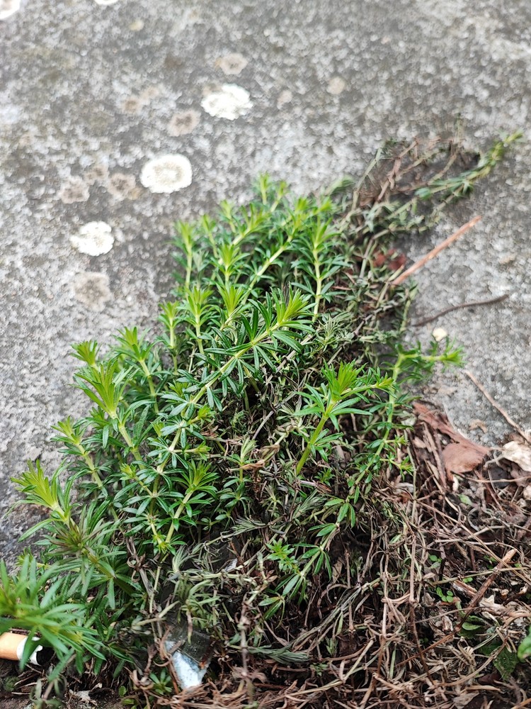 蓬子菜