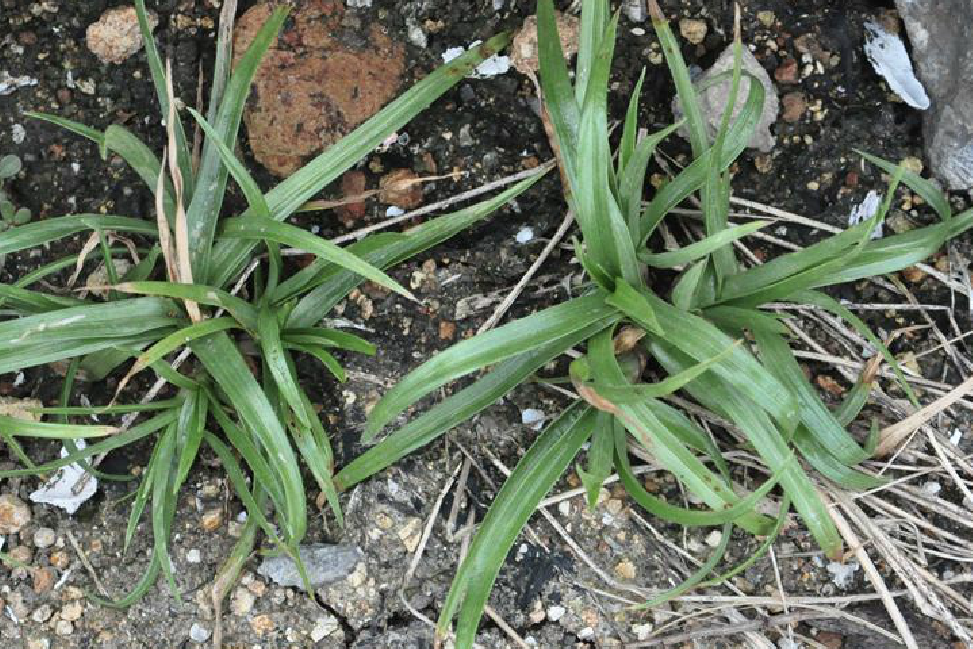 是 a href="#">莎草科 /a>薹草属的草本植物.产于中国四川西部.