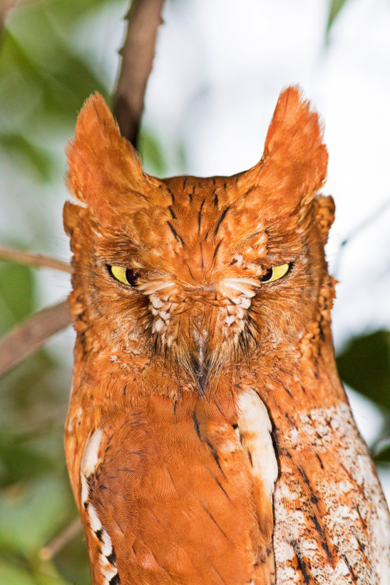 oriental scops-owl