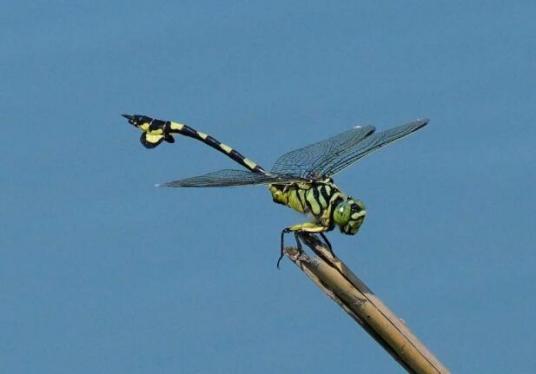 大团扇春蜓 百度百科