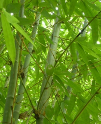  p> a target="_blank" href="/item/麻竹">麻竹 /a>,别名: a target=