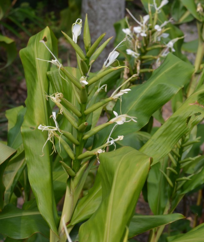  p>毛姜花(学名: i>hedychium villosum /i> wall.