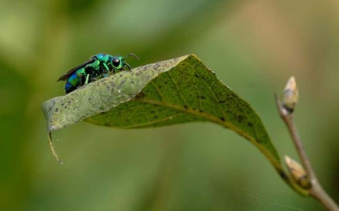 apis muluensis tingek