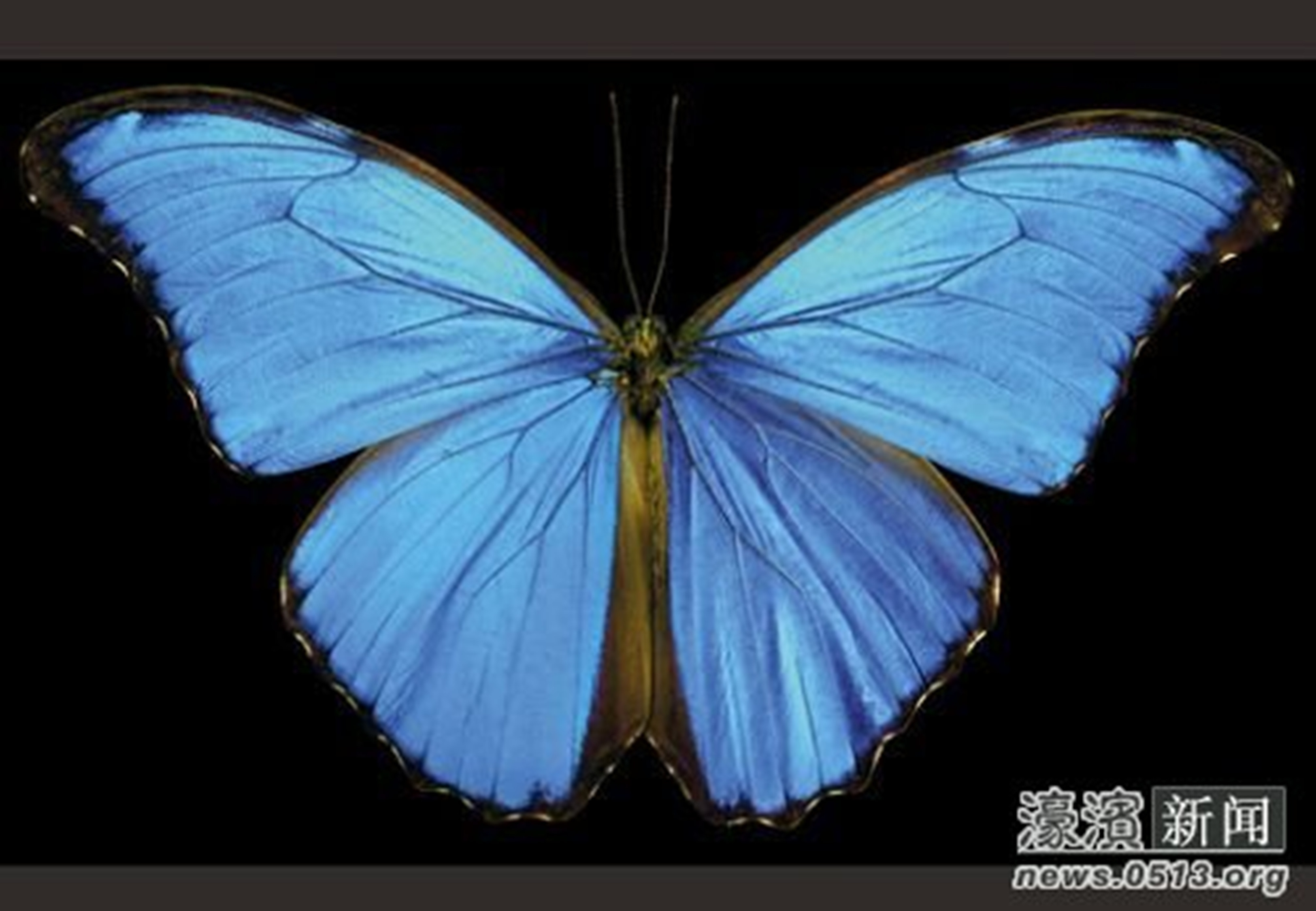  p>日落蛾即马达加斯加岛金燕蛾的俗称是一种白天飞行的蛾,属于 a