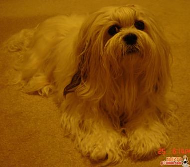 拉萨犬