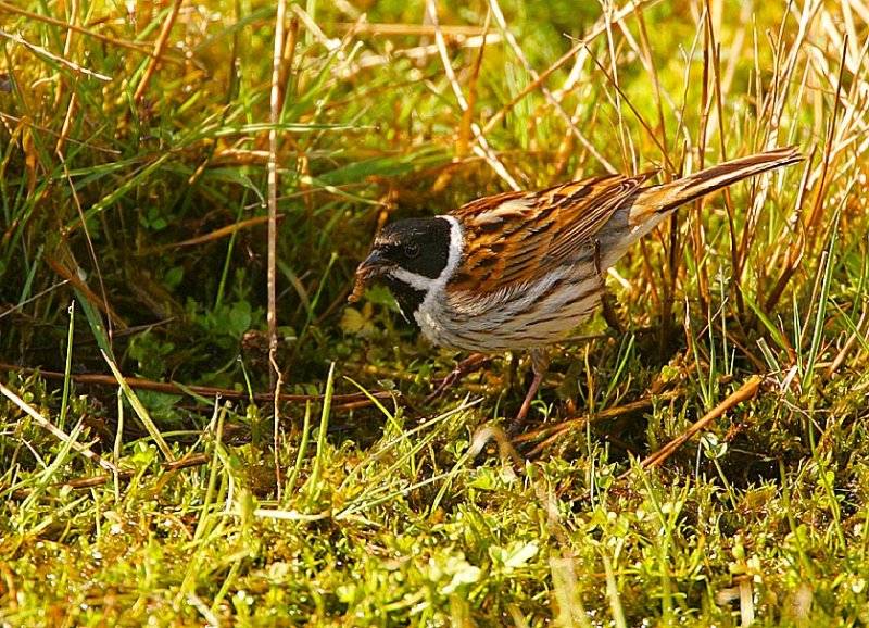 emberiza schoeniclus