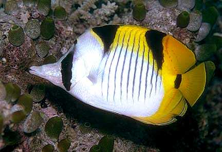  p>纹带蝴蝶鱼,chaetodon falcula, a target="_blank" href="/item