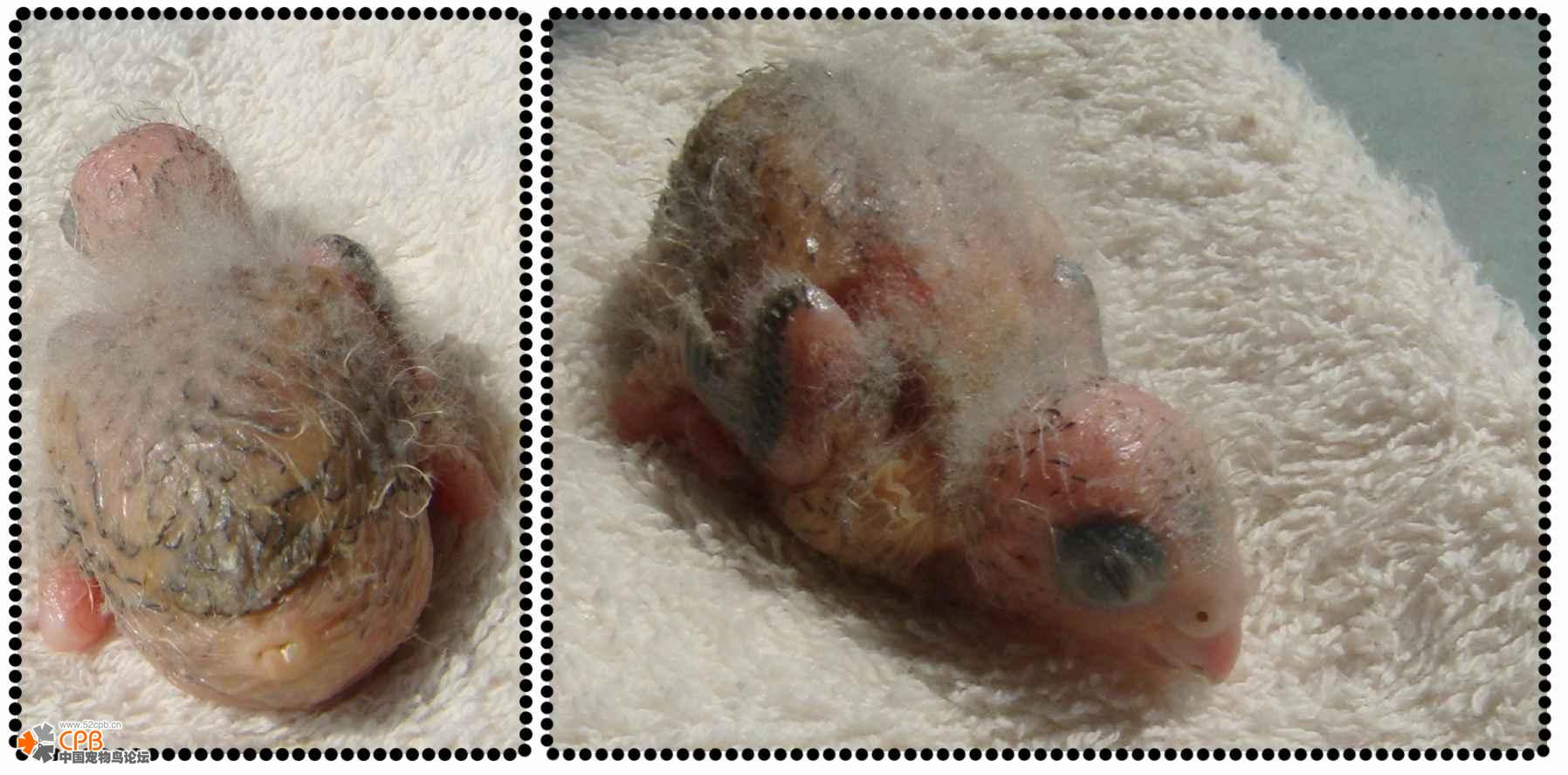 是很受欢迎的笼养宠物 a href="#" data-lemmaid="359436">鹦鹉 /a>