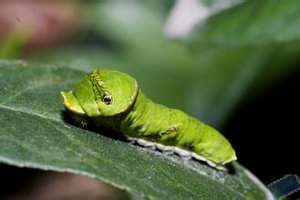  p>玉带凤蝶 i>(学名:papilio polytes) /i>是凤蝶属美凤蝶亚属的一个
