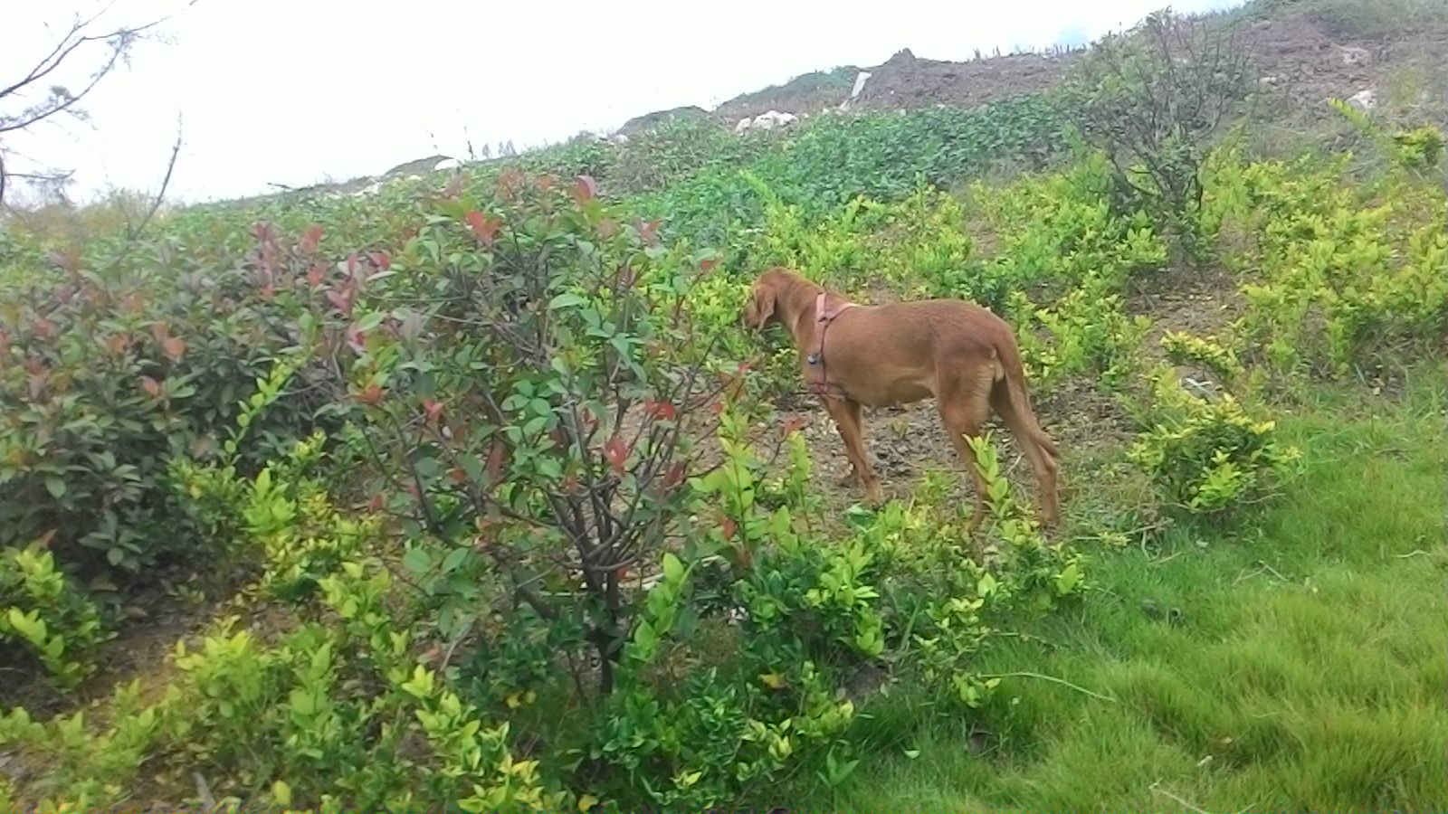 普罗特猎犬