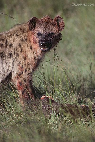  p>斑鬣狗(学名: i>crocuta crocuta /i>):又名斑点鬣狗,体长约95-160