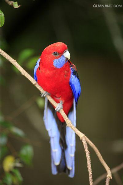  p>深红玫瑰鹦鹉(学名:platycercus elegans)是典型的 a href="#"