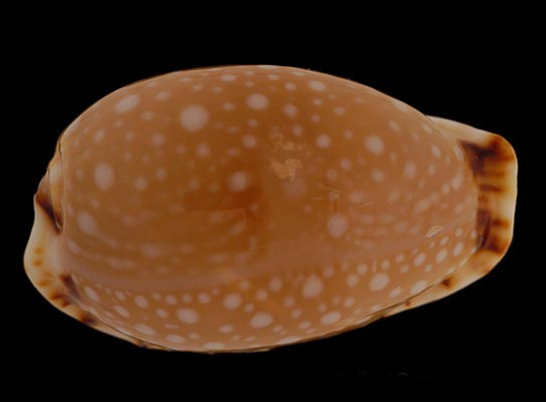  p>梨皮宝螺(学名:erosaria labrolineata labro