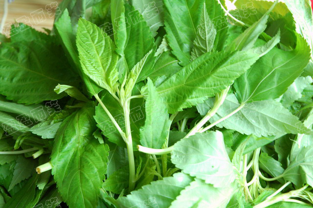  p>麻叶是潮汕一种特有的红麻的叶子,在以前是不吃的,因为 a target="