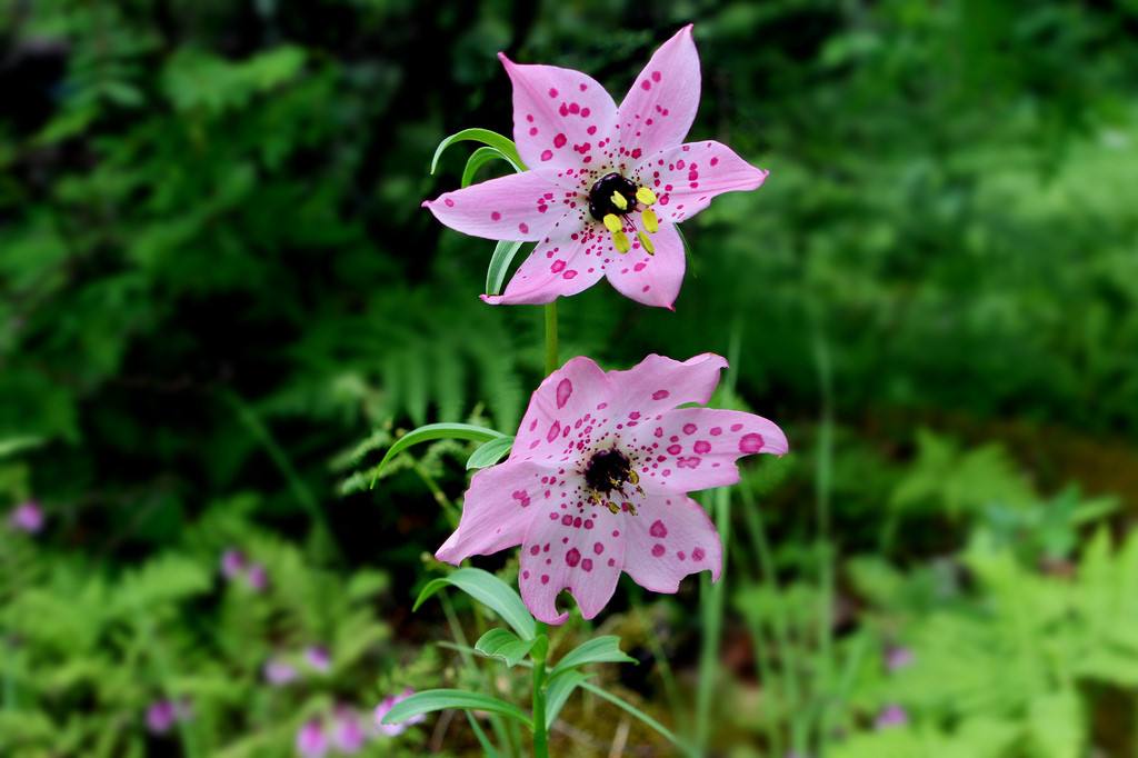  p>美丽豹子花(学名:nomocharis basilissa),为 a target="_blank"