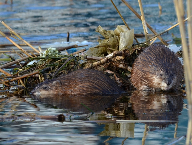  p>麝鼠(学名: i>ondatra zibethicus /i>):又名麝香鼠,青根貂,是麝鼠