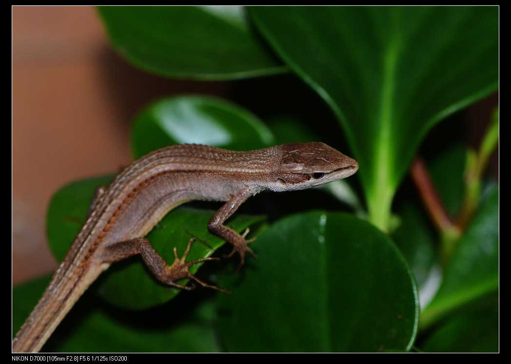  p>南草蜥, a>蜥蜴科草蜥属 /a>物种,1802年由daudin发现并命名,修长