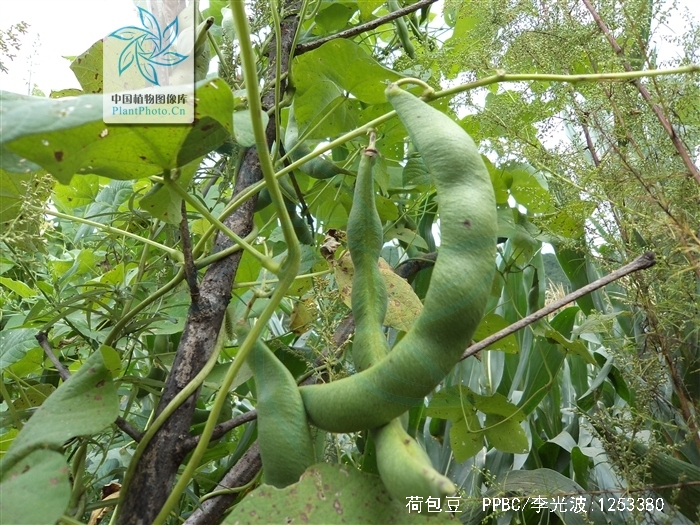 是豆科菜豆属植物,多年生缠绕草本.