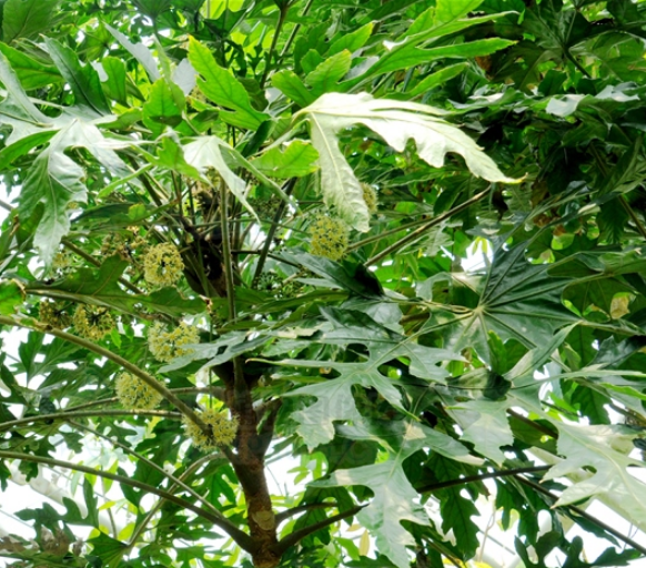  p>刺通草(学名: i>trevesia palmata /i> (roxb.) vis.