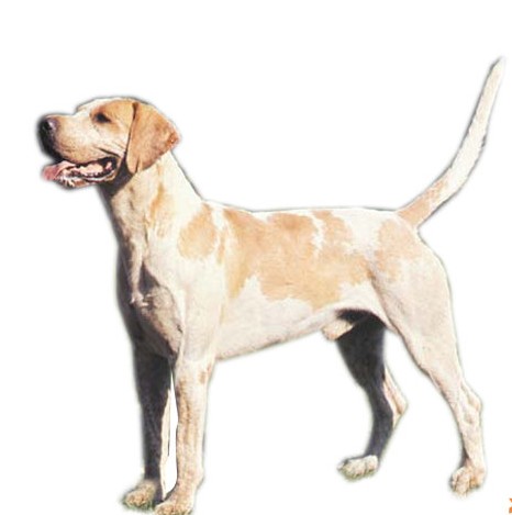 target="_blank" href="/item/英国猎狐犬/8301576" data-lemmaid="