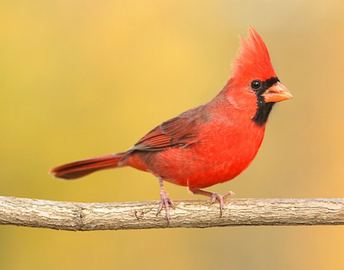 northern cardinal