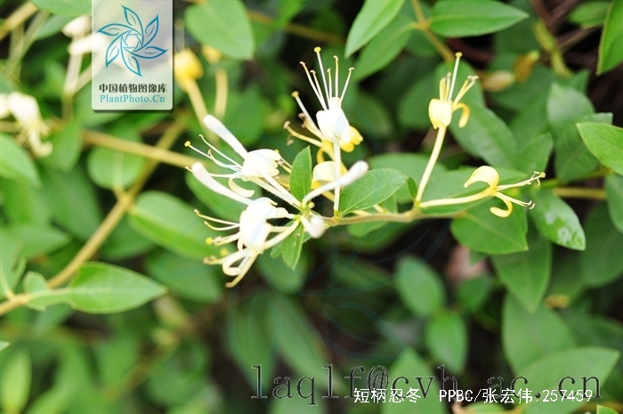  p>短柄忍冬,中药名.