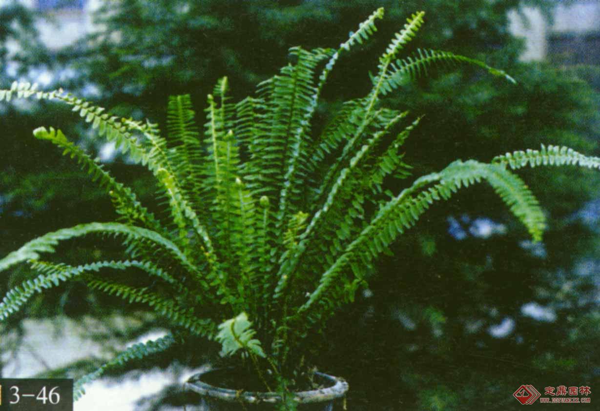  p>肾蕨科植物为中型草本,多为土生植物或附生植物,少有攀援植物.