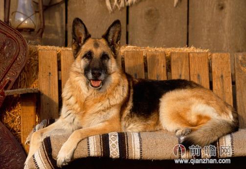 ">小七 /a>,《 a target="_blank" href="/item/神犬奇兵/3353317"