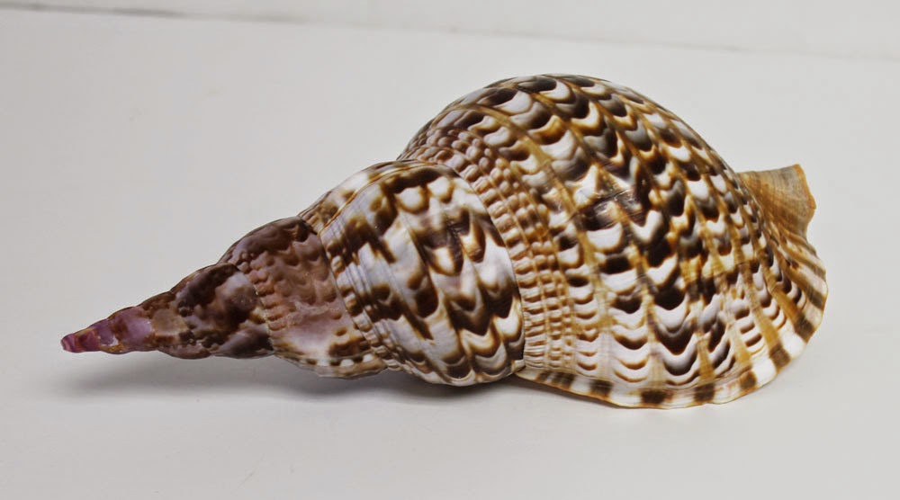  p> a target="_blank" href="/item/万宝螺/4857348" data-lemmaid="