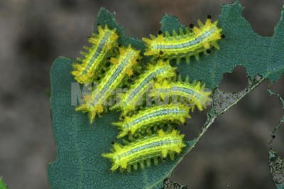  p>褐边绿刺蛾( i>latoia consocia /i> walker),别名: 青刺蛾, a