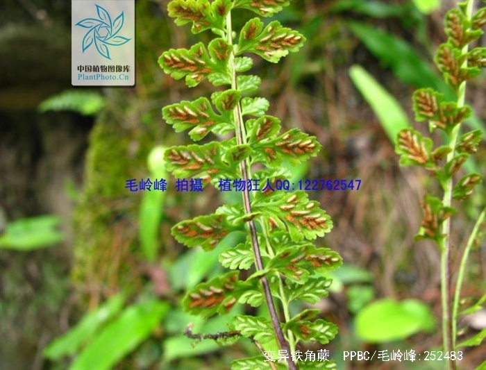  p>生于杂木林下潮湿岩石上或岩壁上,海拔650-3500米处.