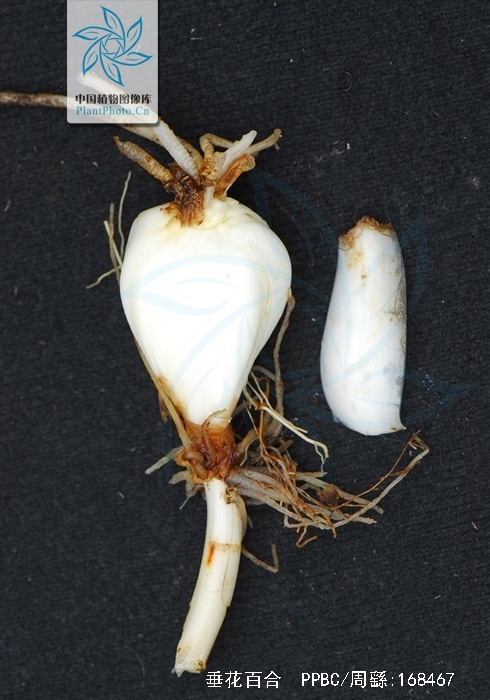 是百合科百合属植物.