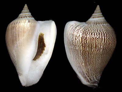  p>水晶凤凰螺(学名: i>laevistrombus canarium /i>):成贝长30 - 105