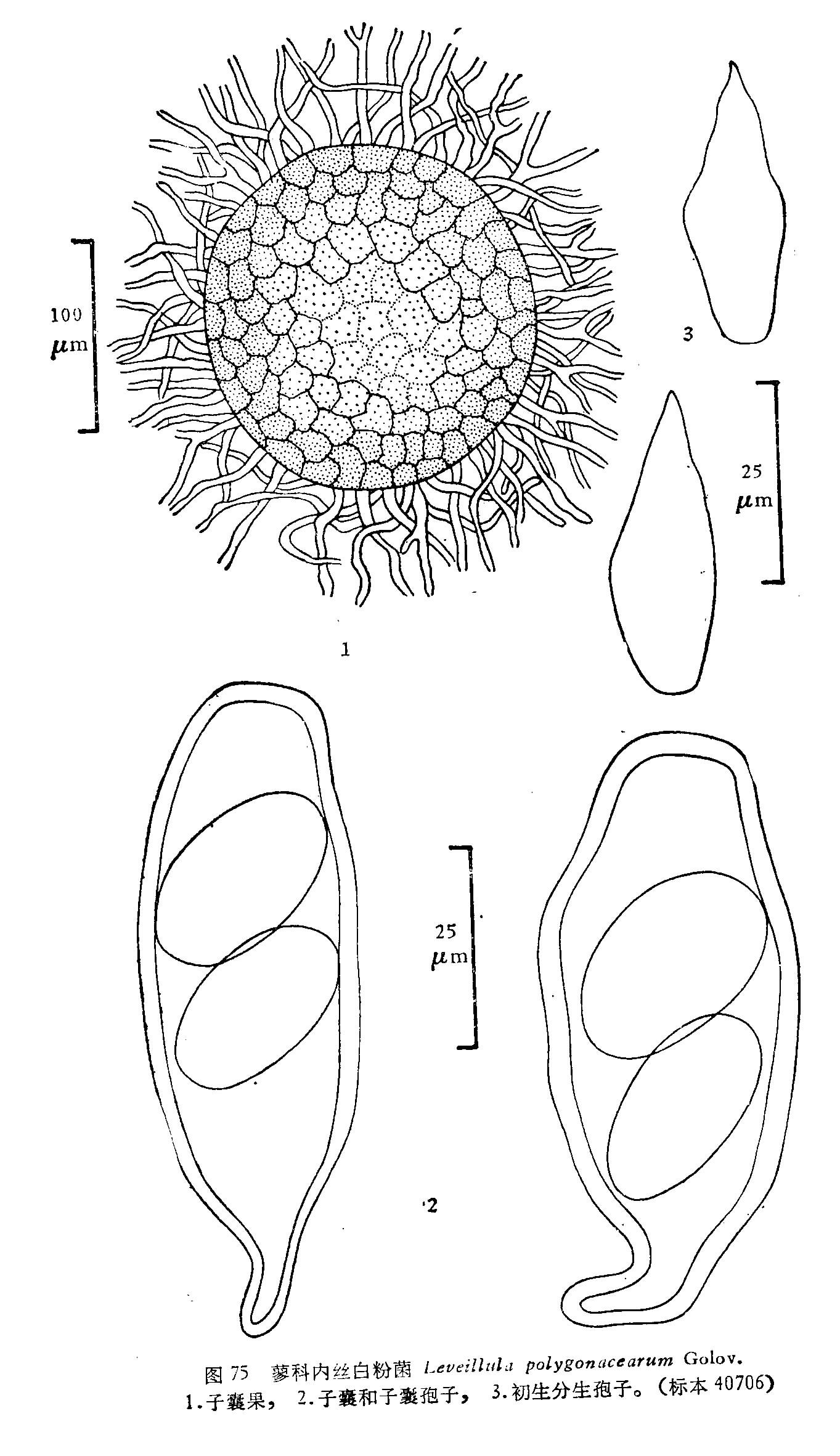 leveillula polygonacearum