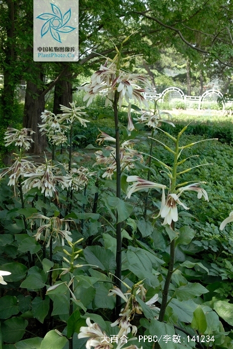 p>大百合(拉丁学名: i>cardiocrinum giganteum /i>(wall.