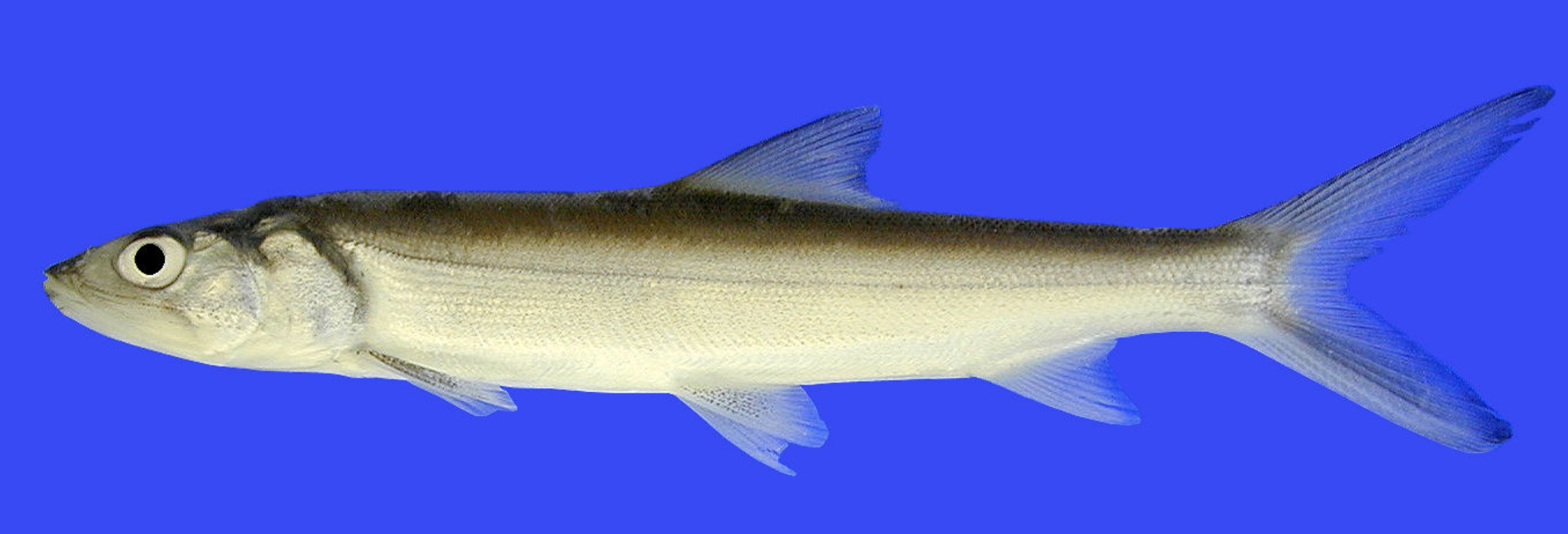  p>海鲢(学名: i>elops saurus /i>)是 a>北梭鱼 /a>及 a href="#"