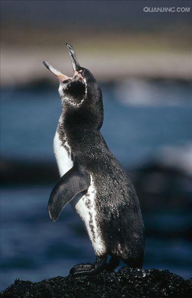 加拉帕戈斯企鹅