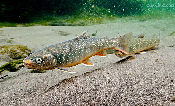花羔红点鲑